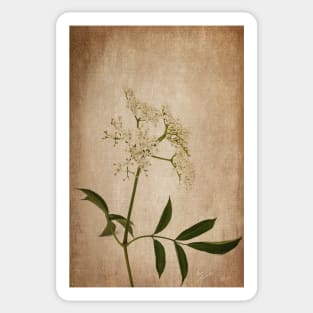 Wild Elderberry Flowers Sticker